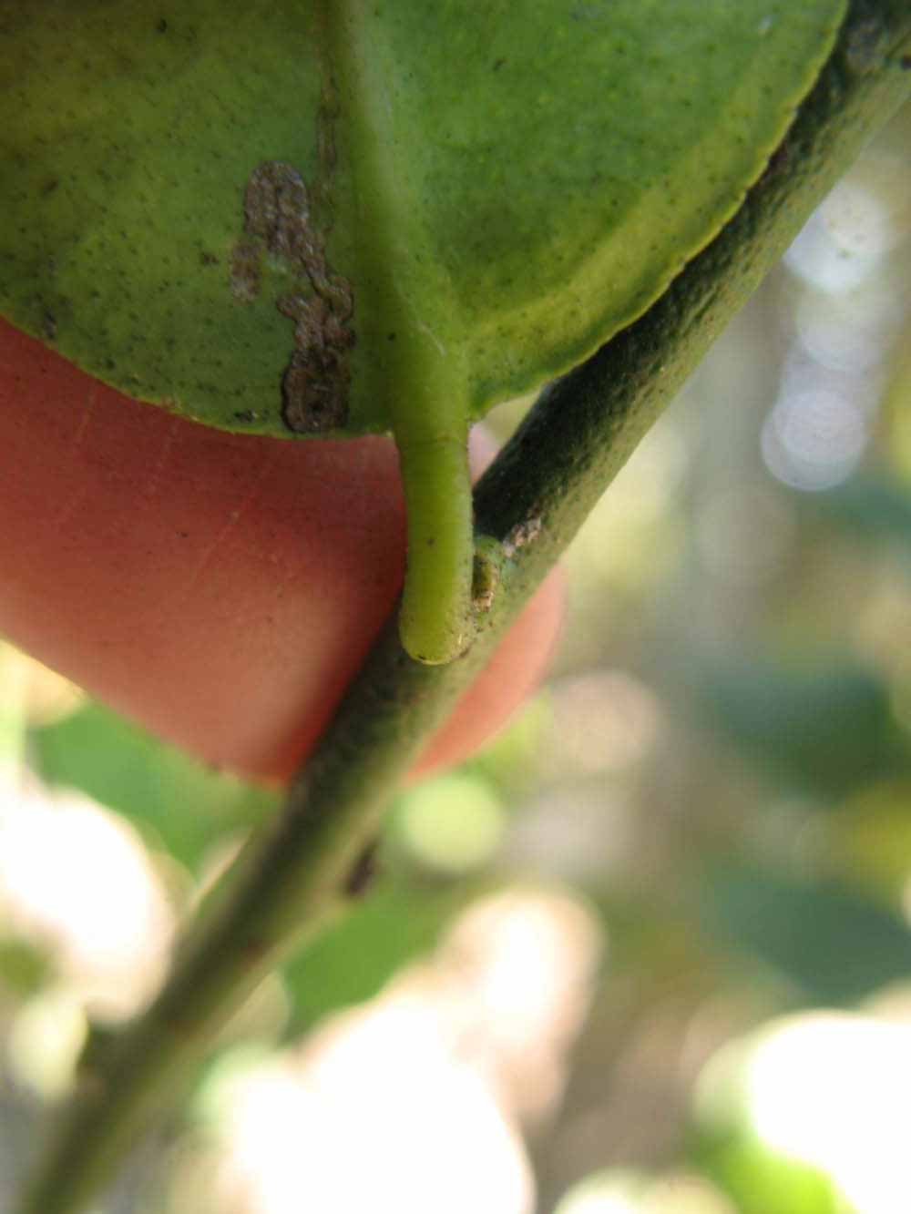              Petiole (Thornless Key lime, Winter Haven, FL)       